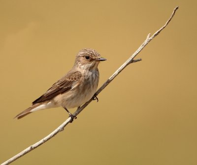 Grauwe Vliegenvanger - Muscicapa striata - Spotted Flycatcher