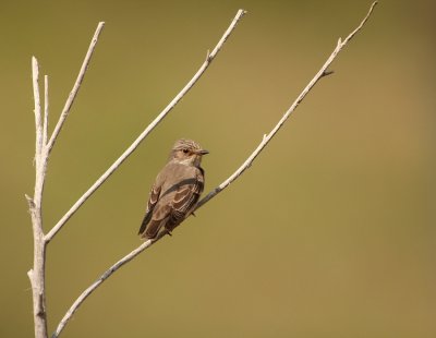 Grauwe Vliegenvanger - Muscicapa striata - Spotted Flycatcher
