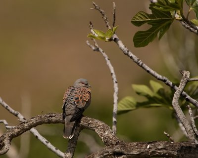 Zomertortel - Streptopelia turtur - Turtle Dove