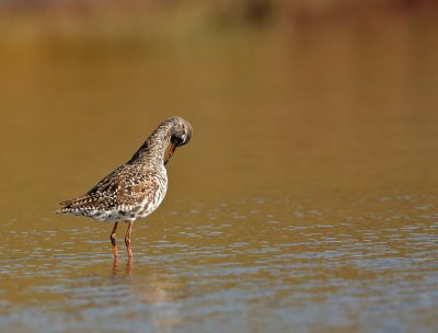 Zwarte Ruiter - Spotted Redshank