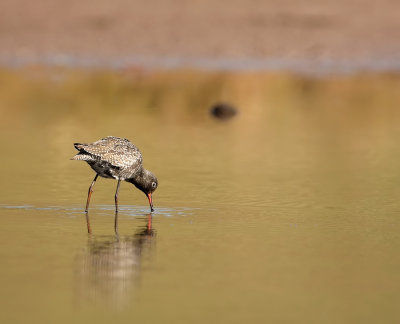 Zwarte Ruiter - Tringa erythropus - Spotted Redshank