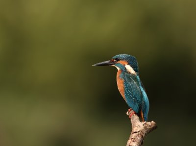 g3/46/749246/3/102787502.vhflkwT4.jpg
