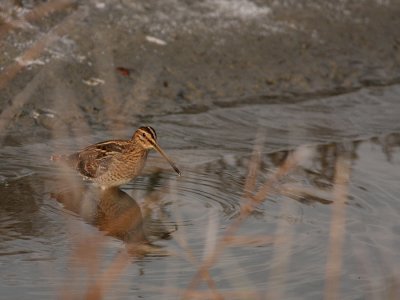 Watersnip - Gallinago gallinago - Snipe