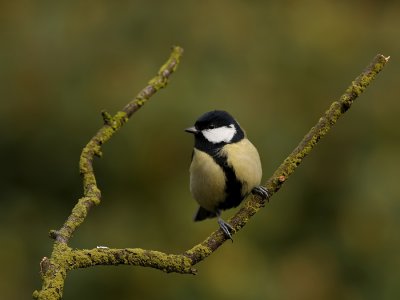 Koolmees - Parus major - Great Tit