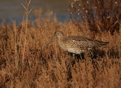 Wulp - Numenius arquata - Curlew