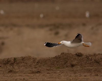 Kleine Mantelmeeuw - Larus fuscus - Lesser Black-backed Gull