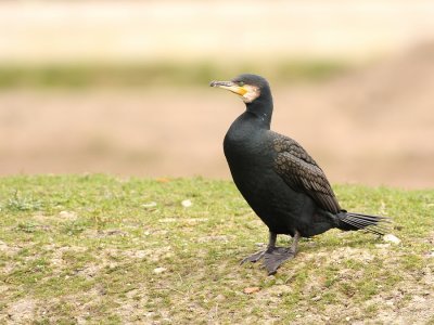 Aalscholver - Phalacrocorax carbo - Cormorant