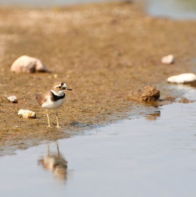Kleine Plevier - Charadrius dubius - Little Ringed Plover
