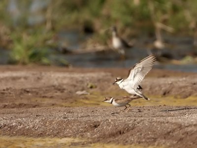 Kleine Plevier - Charadrius dubius - Little Ringed Plover