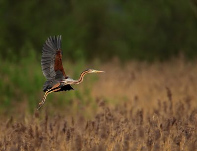 Purperreiger - Ardea purpurea - Purple Heron