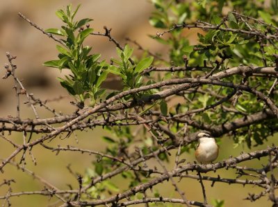 Maskerklauwier - Lanius nubicus - Masked Shrike