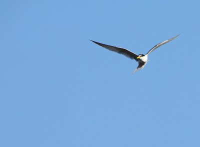 Dwergstern - Little Tern