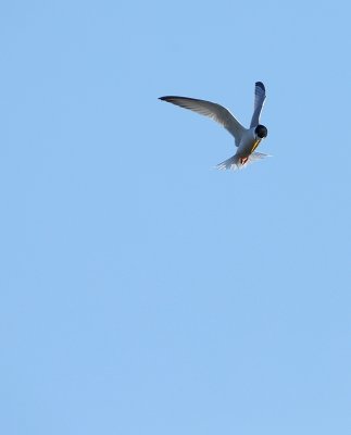 Dwergstern - Sterna albifrons - Little Tern