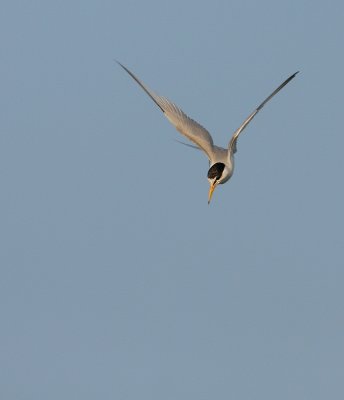 Dwergstern - Sterna albifrons - Little Tern