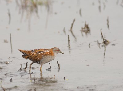 Kleinst Waterhoen - Porzana pusilla - Baillon's Crake