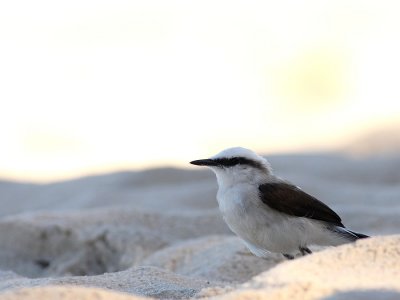 Maskerwatertiran - Fluvicola nengeta - Masked Water-Tyrant