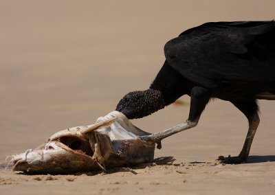 Zwarte Gier - Coragyps atratus - Black Vulture