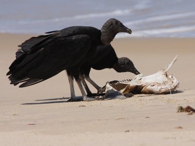 Zwarte Gier - Coragyps atratus - Black Vulture