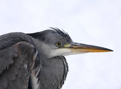Blauwe Reiger    -    Grey Heron