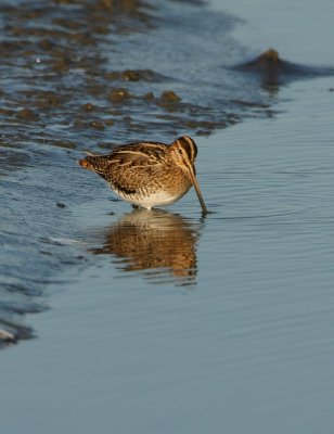 Watersnip - Snipe