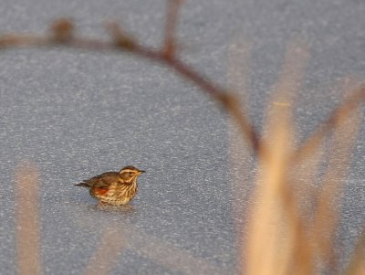 Koperwiek - Turdus iliacus - Redwing