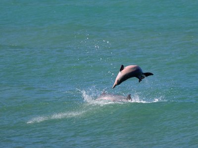 Grijze Dolfijn - Guiana Dolphin