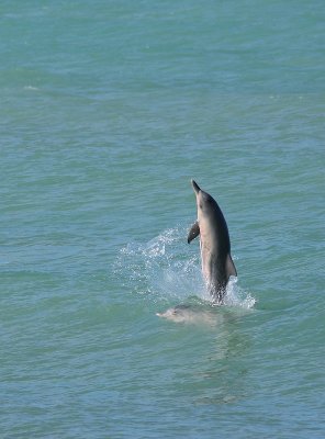 Grijze Dolfijn - Sotalia guianensis - Guiana Dolphin