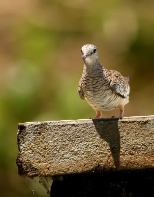 Zuidamerikaanse Inkaduif - Scaled Dove