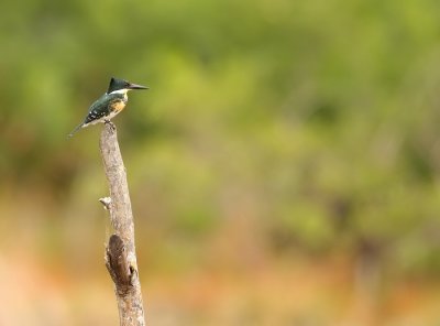 Groene IJsvogel - Chloroceryle americana - Green Kingfisher