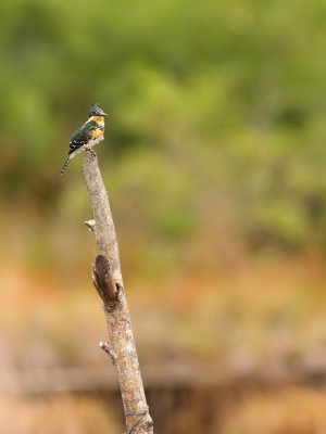 Groene IJsvogel - Chloroceryle americana - Green Kingfisher