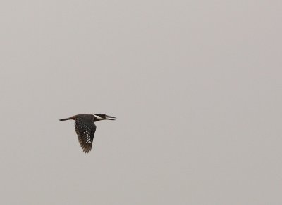 Amerikaanse Reuzenijsvogel - Megaceryle torquata - Ringed Kingfisher 