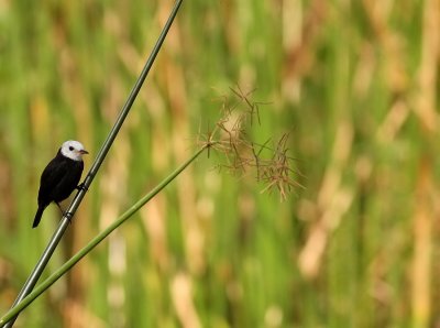 Witkopwatertiran - Arundinicola leucocephala - White-headed marsh tyrant