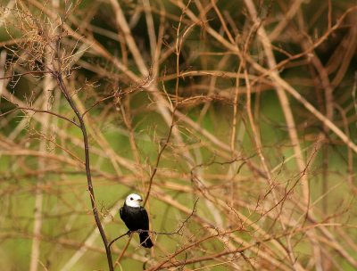 Witkopwatertiran - Arundinicola leucocephala - White-headed marsh tyrant