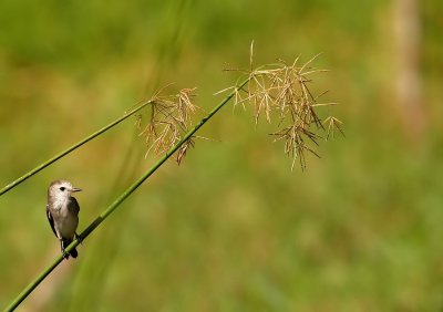 Witkopwatertiran - White-headed marsh tyrant