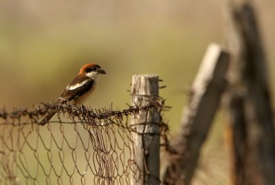 Roodkopklauwier - Woodchat Shrike