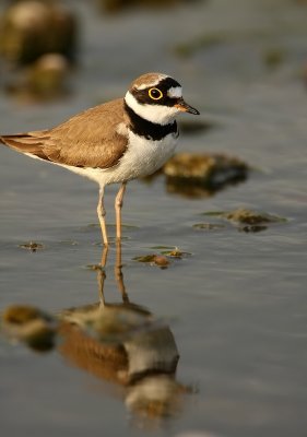 Kleine Plevier - Charadrius dubius - Little Ringed Plover