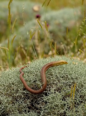 Scheltopusik - European Glass Lizard