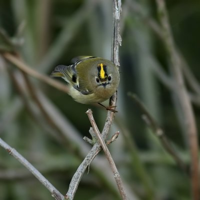 Goudhaan - Regulus regulus - Goldcrest