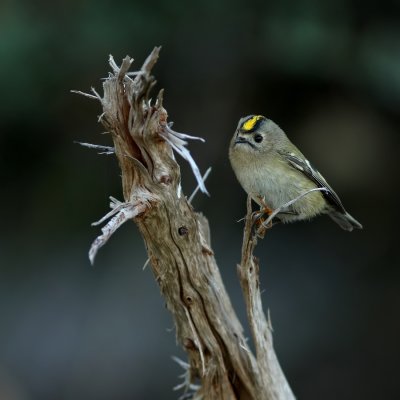 Goudhaan - Regulus regulus - Goldcrest