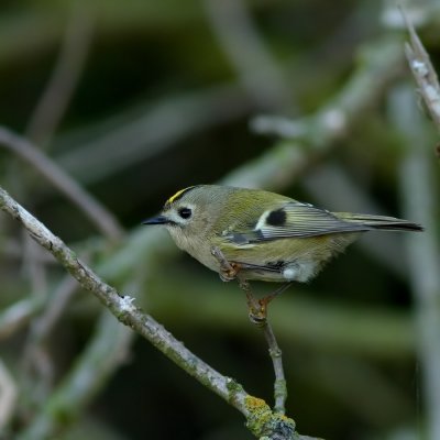 Goudhaan - Regulus regulus - Goldcrest