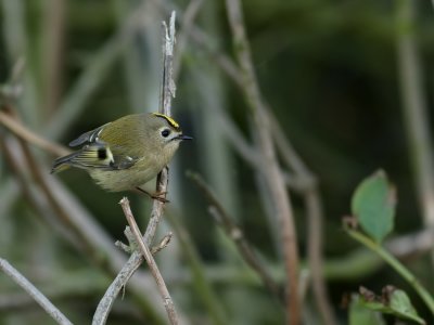 Goudhaan - Regulus regulus - Goldcrest