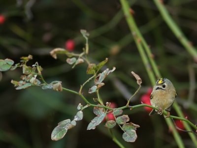 Goudhaan - Regulus regulus - Goldcrest