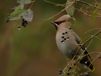 Pestvogel - Bombycilla garrulus - Bohemian Waxwing