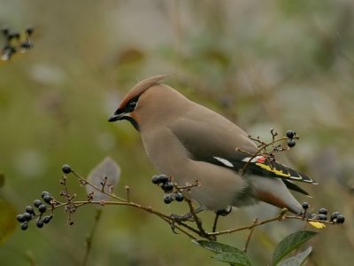 Pestvogel - Bombycilla garrulus - Bohemian Waxwing