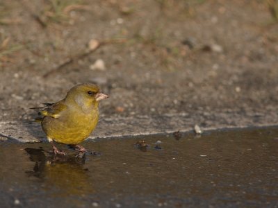 Groenling - Carduelis chloris - Greenfinch