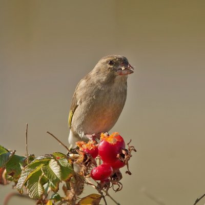 Groenling - Carduelis chloris - Greenfinch