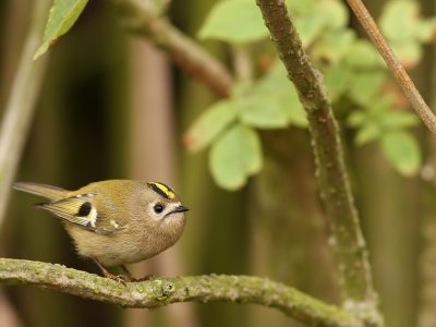 Goudhaan - Regulus regulus - Goldcrest