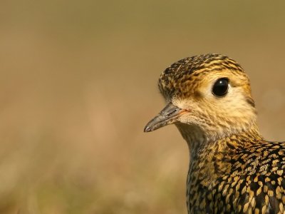 Goudplevier - Pluvialis apricaria - Golden Plover