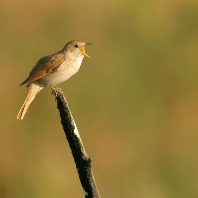 Nachtegaal - Nightingale