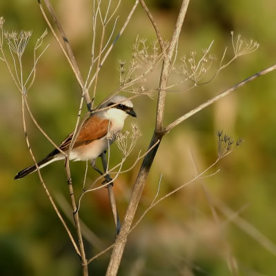 Grauwe Klauwier - Lanius collurio - Red-backed Shrike